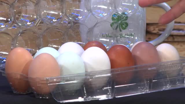 Fur, Fins and Feathers Ep 123 - Chickens and Eggs