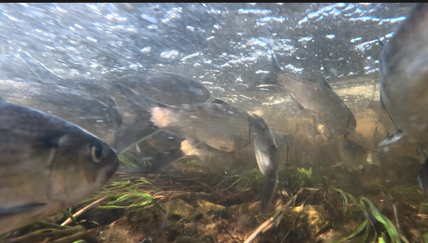 Thumbnail image for Herring Run Festival 2026