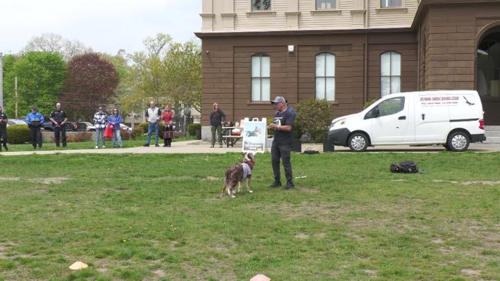 Thumbnail image for Flying Frisbee Dogs