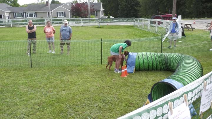 Thumbnail image for 4H Fair - Bunny & Dog Show