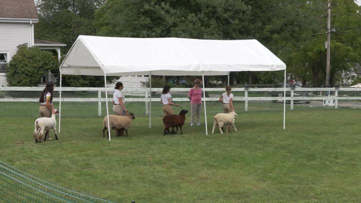 Thumbnail image for Sheep Show
